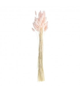 Lagurus Rose