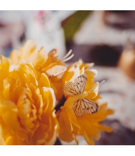10 Assorted Butterflies Yellow/Orange
