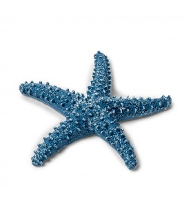 1 Blue Starfish