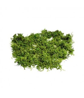 Semi Dry Natural Moss 50g