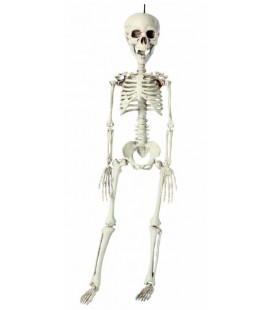 Skeleton 76cm