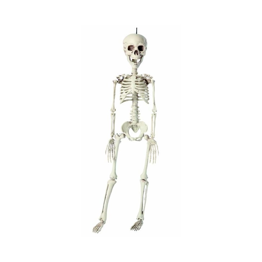 Skeleton 76cm
